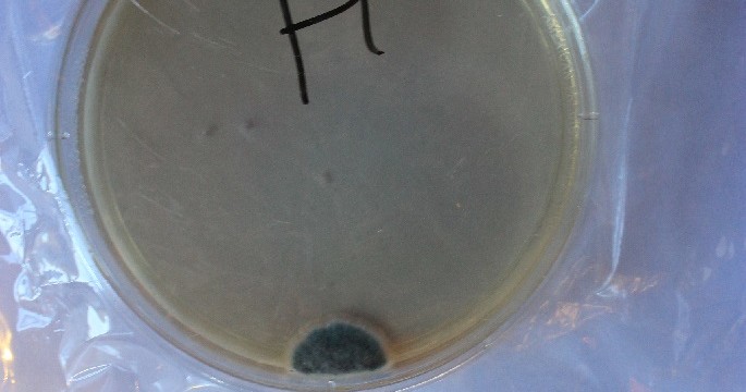 MoldMold at Education Building in NM Petri Dish