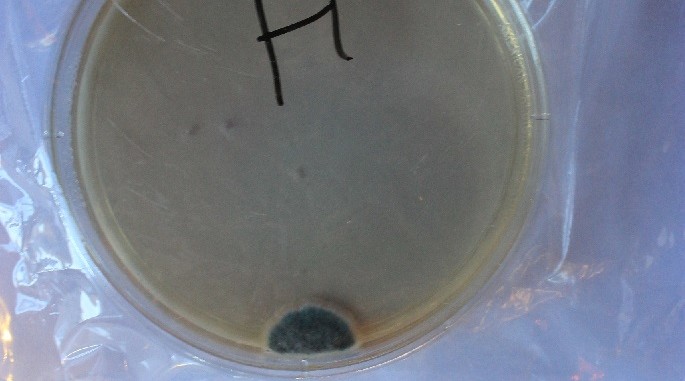 MoldMold at Education Building in NM Petri Dish