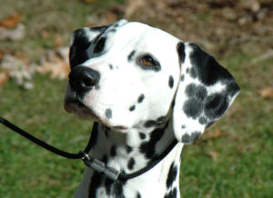 How Long Can Voluteer Fire Departments Survive? Inquiring Canines (among others) want to know.