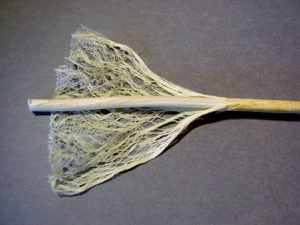 Fibers of a hemp stem.