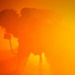 Three Wildland Firefighters Killed in Colorado Blaze. “It’s devastating for the wildland firefighting community.”